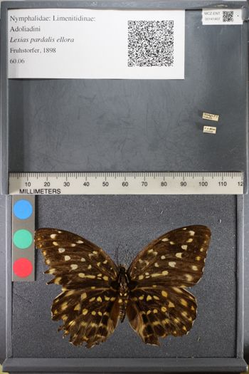 Media type: image;   Entomology 141407
